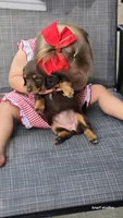 Dark Chocolate , a male Dachshund for sale in Cambridge, MN – 9 of 9
