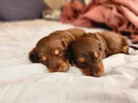 MILK CHOCOLATE , a female Dachshund for sale in Cambridge, MN – 7 of 10