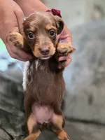 MILK CHOCOLATE , a female Dachshund for sale in Cambridge, MN – 10 of 10