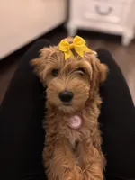 Goldie , a female Miniature Goldendoodle for sale in Phoenix, AZ – 1 of 1