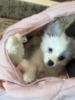 Mellow, a female Pomeranian for sale in Phoenix, AZ – Photo 1 of 3