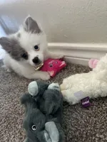 Mellow, a female Pomeranian for sale in Phoenix, AZ – Photo 3 of 3