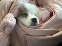 Mellow, a female Pomeranian for sale in Phoenix, AZ – Photo 2 of 3