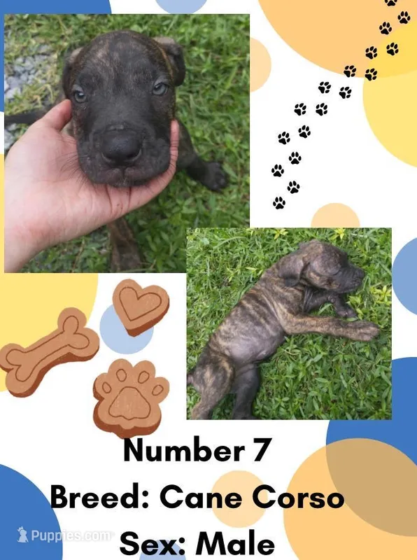 Cane Corso Puppy Number Seven – Cane Corso puppy for sale in Summerville, SC