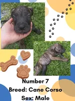 Cane Corso Puppy Number Seven, a male Cane Corso for sale in Summerville, SC – 1 of 3