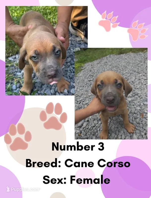 Cane Corso Puppy Number Three  – Cane Corso puppy for sale in Summerville, SC