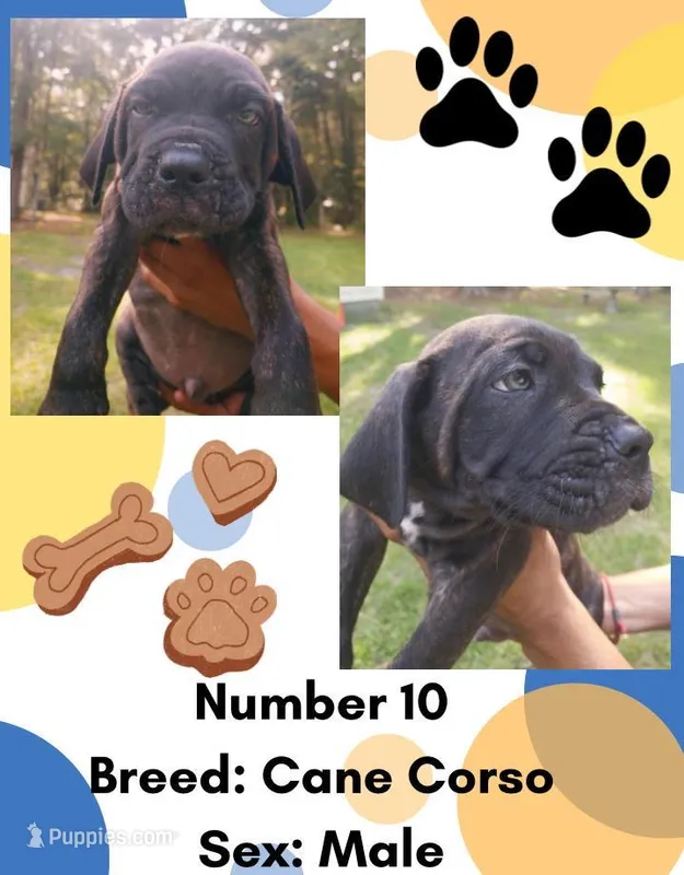 Cane Corso Puppy Number Ten – Cane Corso puppy for sale in Summerville, SC