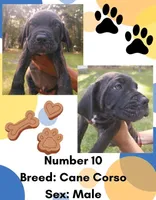 Cane Corso Puppy Number Ten, a male Cane Corso for sale in Summerville, SC – 2 of 3