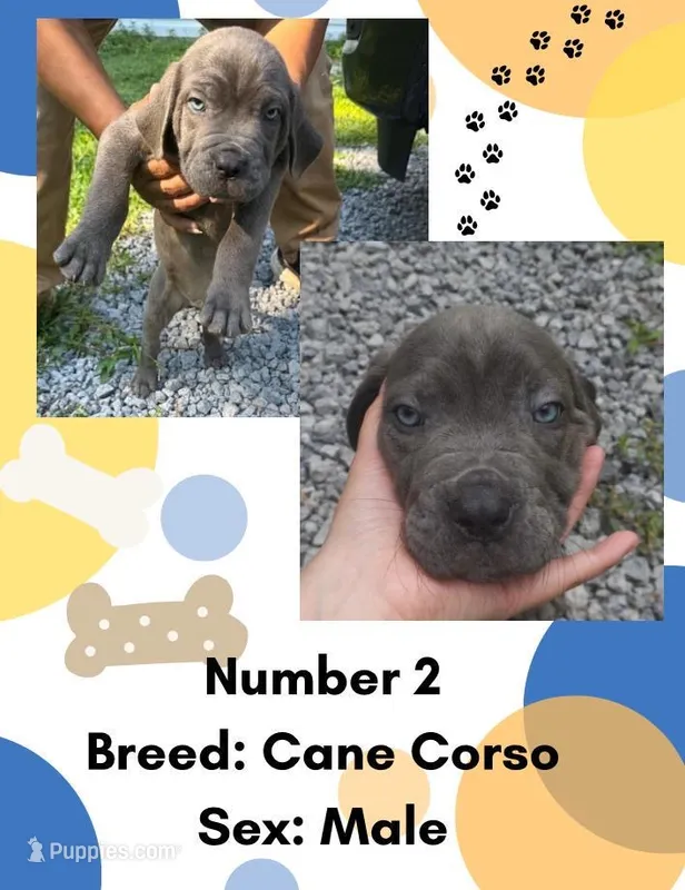 Cane Corso Puppy Number Two  – Cane Corso puppy for sale in Summerville, SC