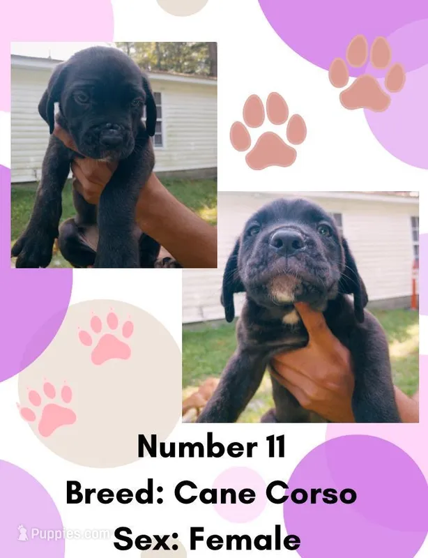 Cane Corso Puppy Number Eleven – Cane Corso puppy for sale in Summerville, SC