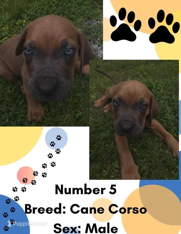 Cane Corso Puppy Number Five – Cane Corso puppy for sale in Summerville, SC