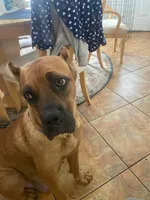 Cane Corso Puppy Number Two , a male Cane Corso for sale in Summerville, SC – 1 of 2