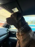 Cane Corso Puppy Number Ten, a male Cane Corso for sale in Summerville, SC – 3 of 3