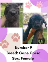 Cane Corso Puppy Number Nine, a female Cane Corso for sale in Summerville, SC – 1 of 3