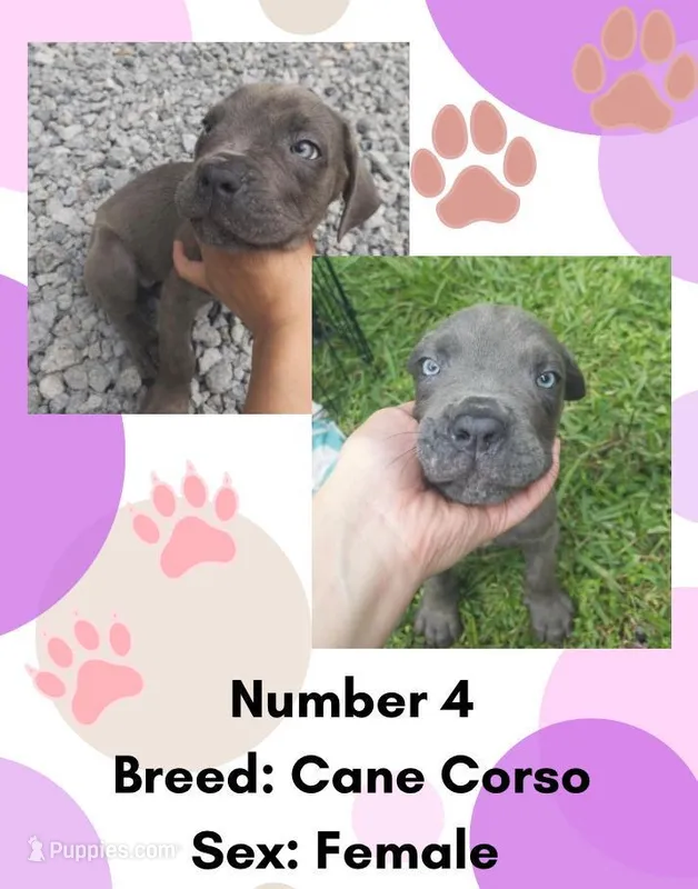 Cane Corso Puppy Number Four – Cane Corso puppy for sale in Summerville, SC