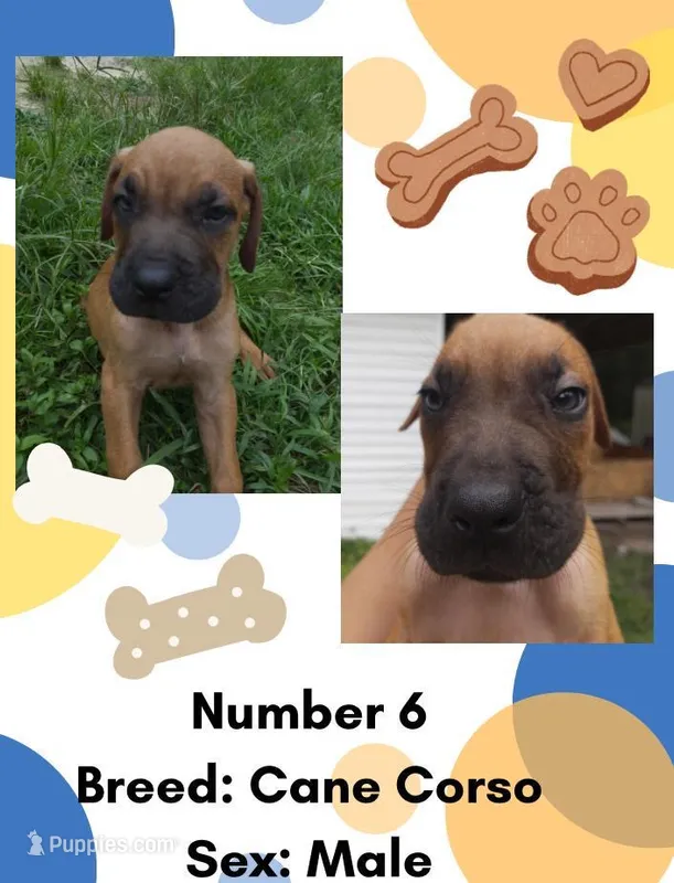 Cane Corso Puppy Number Six – Cane Corso puppy for sale in Summerville, SC