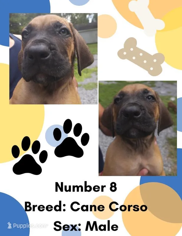 Cane Corso Puppy Number Eight – Cane Corso puppy for sale in Summerville, SC