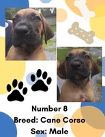 Cane Corso Puppy Number Eight, a male Cane Corso for sale in Summerville, SC – 1 of 3