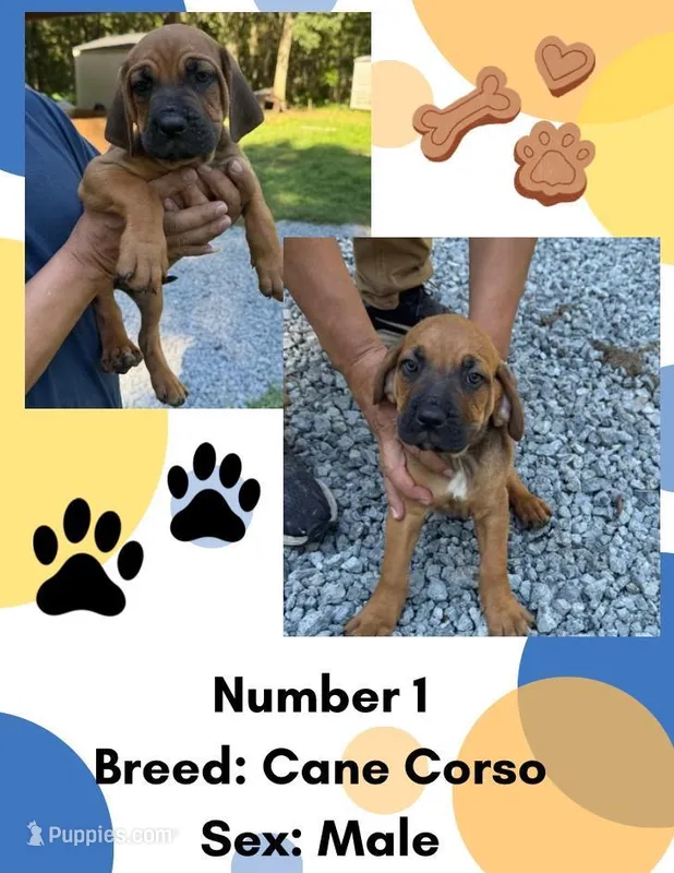 Cane Corso Number One – Cane Corso puppy for sale in Summerville, SC