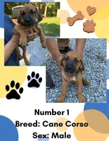 Cane Corso Number One, a male Cane Corso for sale in Summerville, SC – 1 of 3