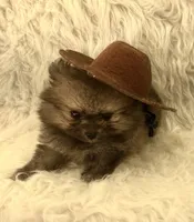 AKC Gabe, a male Pomeranian for sale in Byron, GA – 2 of 9