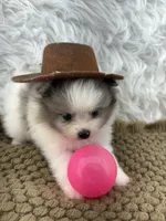 AKC Amelia, a female Pomeranian for sale in Byron, GA – 10 of 10