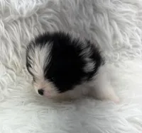 AKC Jackson, a male Pomeranian for sale in Byron, GA – 2 of 8