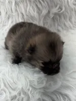 AKC Gabe, a male Pomeranian for sale in Byron, GA – 2 of 4