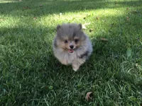 AKC Teddy, a male Pomeranian for sale in Byron, GA – Photo 1 of 10