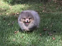AKC Teddy, a male Pomeranian for sale in Byron, GA – Photo 2 of 10