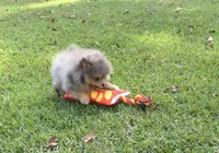 AKC Teddy, a male Pomeranian for sale in Byron, GA – Photo 5 of 10