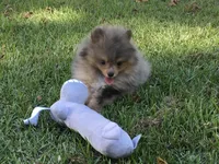 AKC Teddy, a male Pomeranian for sale in Byron, GA – Photo 4 of 10