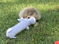 AKC Teddy, a male Pomeranian for sale in Byron, GA – Photo 6 of 10