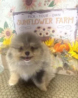 AKC Teddy, a male Pomeranian for sale in Byron, GA – Photo 9 of 10