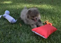 AKC Teddy, a male Pomeranian for sale in Byron, GA – Photo 7 of 10