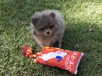 AKC Teddy, a male Pomeranian for sale in Byron, GA – Photo 3 of 10