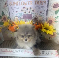 AKC Teddy, a male Pomeranian for sale in Byron, GA – Photo 8 of 10