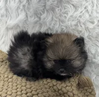 CKC Cooper, a male Pomeranian for sale in Byron, GA – 3 of 8
