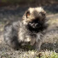 AKC Lily, a female Pomeranian for sale in Byron, GA – Photo 1 of 5