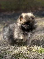 AKC Lily, a female Pomeranian for sale in Byron, GA – Photo 1 of 5