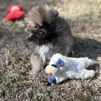 AKC Lily, a female Pomeranian for sale in Byron, GA – Photo 5 of 5