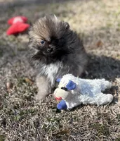 AKC Lily, a female Pomeranian for sale in Byron, GA – Photo 5 of 5
