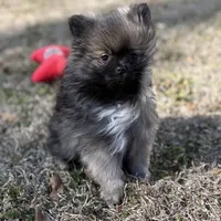 AKC Lily, a female Pomeranian for sale in Byron, GA – Photo 4 of 5