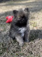 AKC Lily, a female Pomeranian for sale in Byron, GA – Photo 4 of 5
