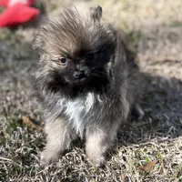 AKC Lily, a female Pomeranian for sale in Byron, GA – Photo 3 of 5