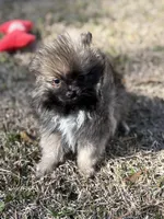 AKC Lily, a female Pomeranian for sale in Byron, GA – Photo 3 of 5