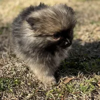 AKC Lily, a female Pomeranian for sale in Byron, GA – Photo 2 of 5