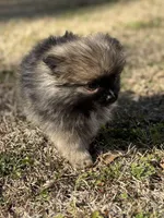 AKC Lily, a female Pomeranian for sale in Byron, GA – Photo 2 of 5