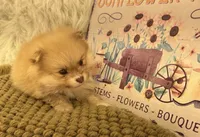 AKC  Luke, a male Pomeranian for sale in Byron, GA – 3 of 6