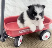 AKC Chase, a male Pomeranian for sale in Byron, GA – 2 of 7